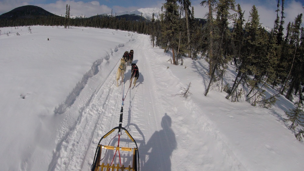 A mushers perspective....